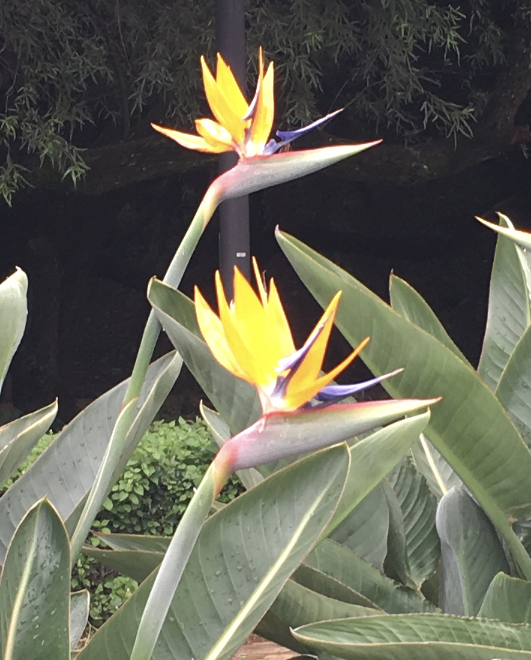 fullsizeoutput_1179a